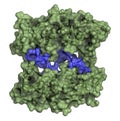 BRCA1 (BReast CAncer type 1 susceptibility, BRCT domain) DNA repair enzyme. Certain mutations in the BRCA1 gene are associated Royalty Free Stock Photo