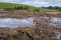 A breached flood bank on a wetland restoration project Royalty Free Stock Photo