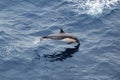 Breaching Common Dolphin