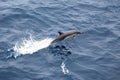 Breaching Common Dolphin Royalty Free Stock Photo