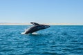 Breaching Gray whales (Eschrichtius robustus)