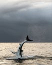 Breaching Great White Shark  in attack. Scientific name: Carcharodon carcharias. South Africa Royalty Free Stock Photo