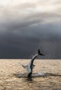 Breaching Great White Shark  in attack. Scientific name: Carcharodon carcharias. South Africa Royalty Free Stock Photo