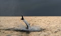 Breaching Great White Shark  in attack. Scientific name: Carcharodon carcharias. South Africa Royalty Free Stock Photo