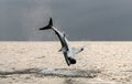 Breaching Great White Shark. Shark attacks the bait. Scientific name: Carcharodon carcharias. South Africa