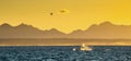 Breaching Great White Shark. Shark hunting seals. Silhouettes mountains in the background, dawn haze.