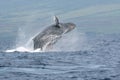 Breaching Humpback Off Maui Royalty Free Stock Photo