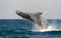 Breaching Humpback Royalty Free Stock Photo