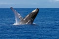 Breaching Humpback Whale Royalty Free Stock Photo