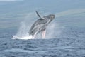 Breaching Humpback Whale Royalty Free Stock Photo