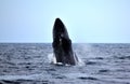 Breaching Humpback Whale Black and Beautiful