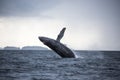 Breaching humpback whale, Craig, Alaska