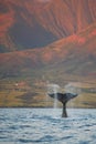 Breaching Humpback Whale Fluke Royalty Free Stock Photo