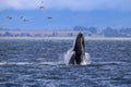 Breaching humpback whale in Monterey Bay, California Royalty Free Stock Photo