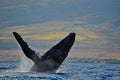 A Breaching Humpback Whale off the coast of Maui, Royalty Free Stock Photo