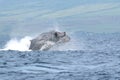 Breaching Humpback Whale Off Maui Royalty Free Stock Photo