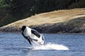 Breaching Killer Whale Royalty Free Stock Photo