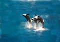 Breaching killer whales