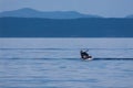 Breaching Orca Royalty Free Stock Photo