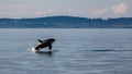 Breaching Orca Royalty Free Stock Photo