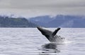 Breaching whale in the alaskan sea Royalty Free Stock Photo