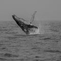 Breaching Whale in Mononchrome