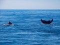 Breaching Whales, Humpback Whale Back and Tail on Blue Ocean Royalty Free Stock Photo