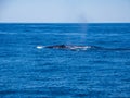 Breaching Whales, Humpback Whale Backs on Blue Ocean Royalty Free Stock Photo