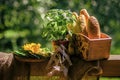 Bread in box, basil plant in pot, vegetables on tray Royalty Free Stock Photo