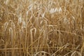 Bread field golden grass wheat growing ground Royalty Free Stock Photo