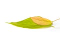 Bread flower leaves on white background. Royalty Free Stock Photo