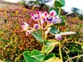 Bread flowers with blur background