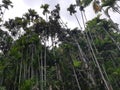 bread fruit tree srrounded by areca trees