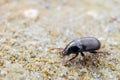 Bread grains ground beetle on the sand Zabrus gibbus, Zabrus tenebrioides