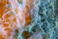 Bread mold. Beautiful mold. Mold spores, macro. Mold is light, yellow, transparent Royalty Free Stock Photo