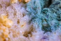 Bread mold. Beautiful mold. Mold spores, macro. Mold is light, yellow, transparent Royalty Free Stock Photo