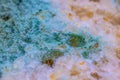 Bread mold. Beautiful mold. Mold spores, macro. Mold is light, yellow, transparent Royalty Free Stock Photo
