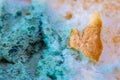 Bread mold. Beautiful mold. Mold spores, macro. Mold is light, yellow, transparent Royalty Free Stock Photo