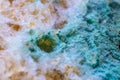 Bread mold. Beautiful mold. Mold spores, macro. Mold is light, yellow, transparent