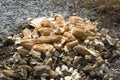 Bread thrown in the trash Royalty Free Stock Photo