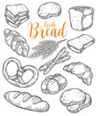 Bread vector hand drawn set illustration. Other types of wheat, flour fresh bread.