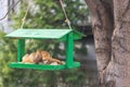 Bread for wild birds in the feeder