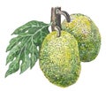 Breadfruit