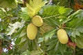 Breadfruit