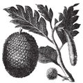 Breadfruit, Artocarpe or Artocarpus altilis old engraving