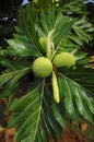 Breadfruit (Artocarpus altilis)