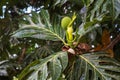 Breadfruit Artocarpus altilis growing on a tree on Ile aux Aigrettes island, Mauritius Royalty Free Stock Photo