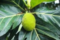 Breadfruit Artocarpus altilis with leaves