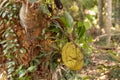 Breadfruit artocarpus altilis from Phu Quoc Island