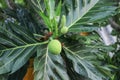 Breadfruit Artocarpus altilis
